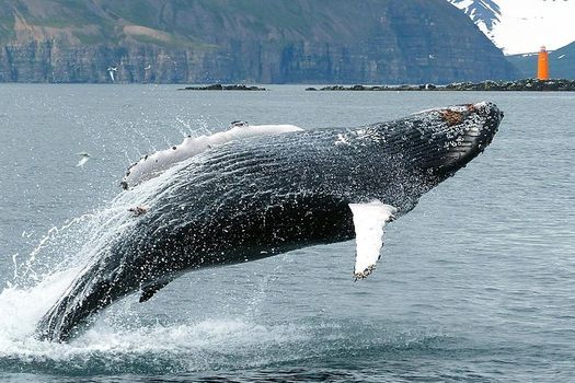 100% Whale Watching — photo 2