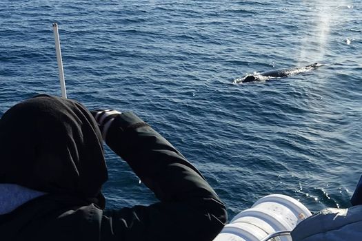 Whale Watching Cruise from Reykjavík — photo 19