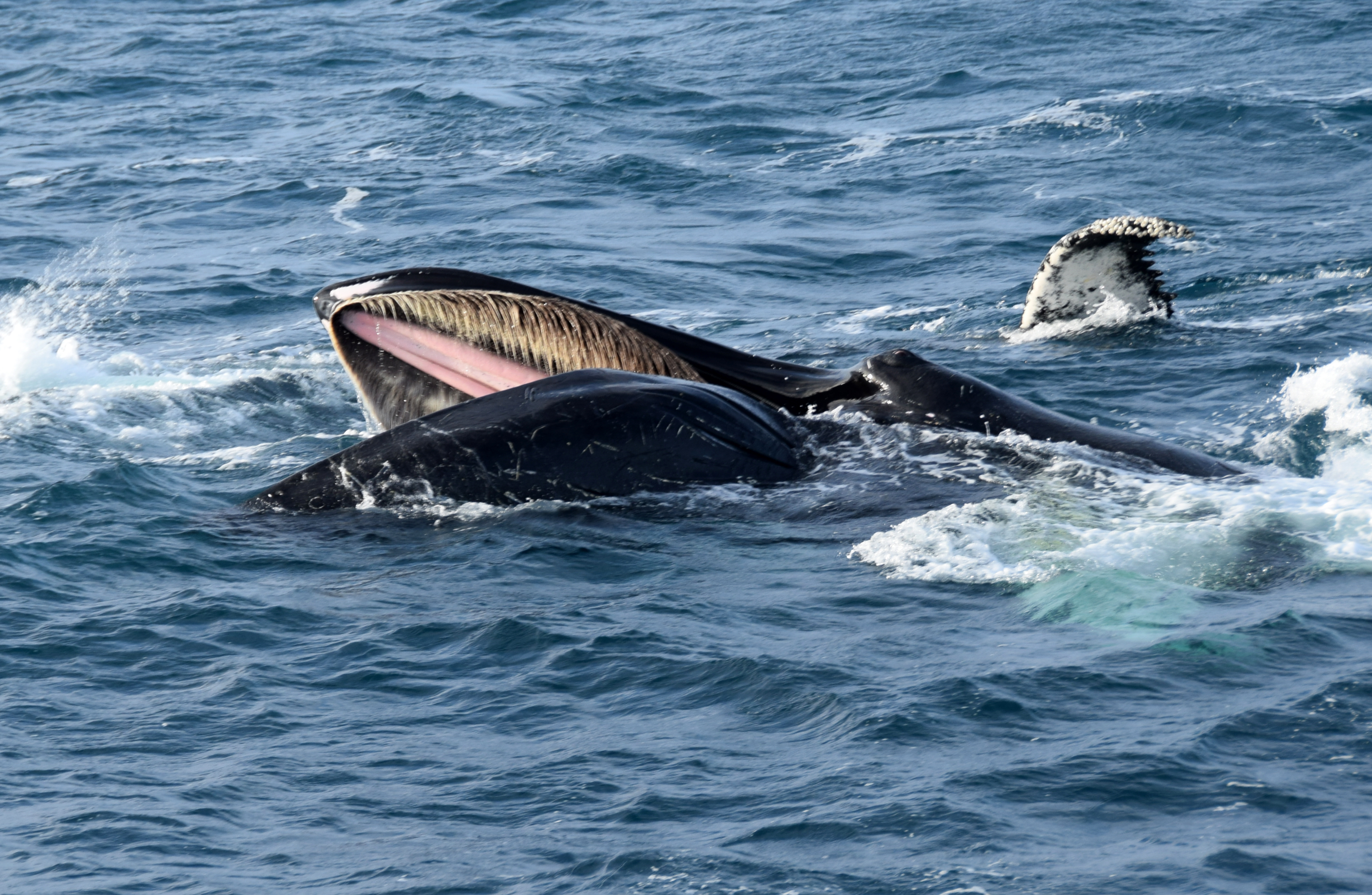 Whale Watching from Reykjavik downtown harbour