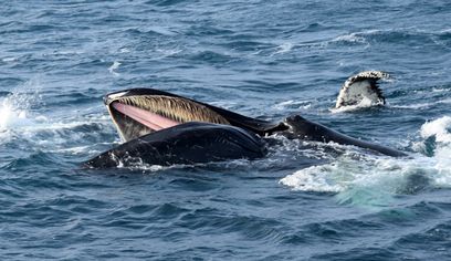 Whale Watching