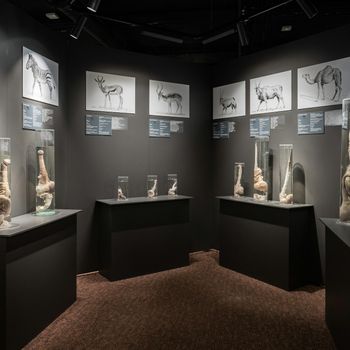 Phallological Museum: Entry Ticket — photo 7