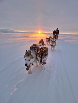 Siberian Husky Dog Sledding — photo 8