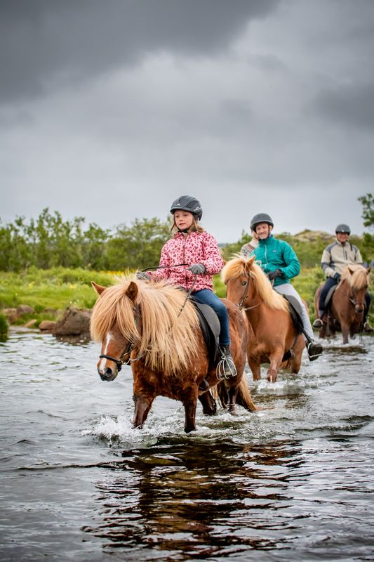 Viking Horses Morning Tour, photo 5 of 8