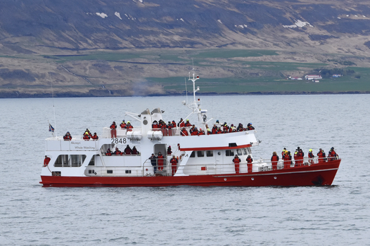 Akureyri Classic Whale Watching — photo 24