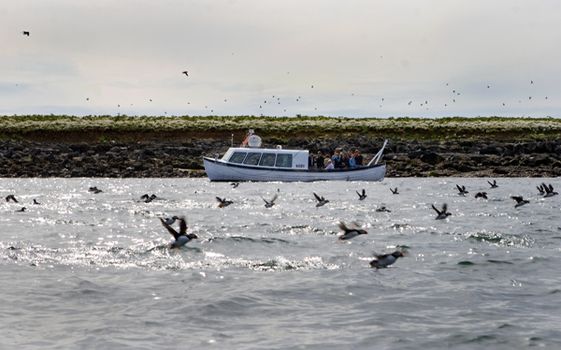 Puffin Express — photo 6