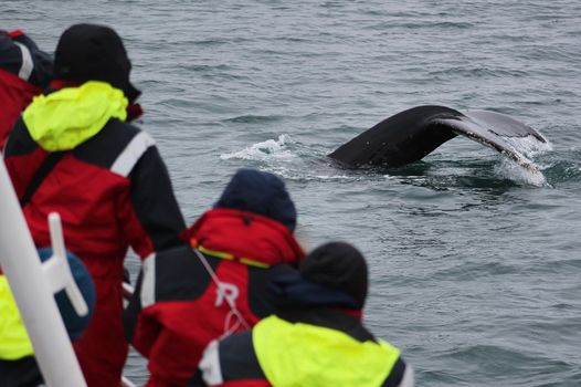 Húsavík: Small-Family Run, Responsible Whale Watching — photo 4