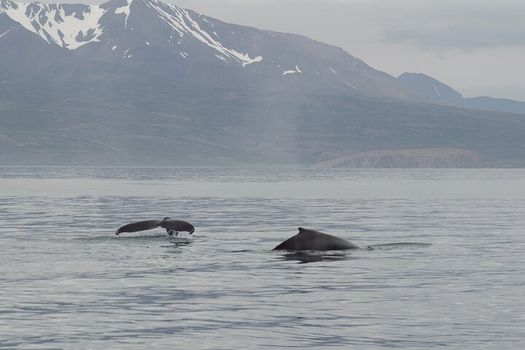 Húsavík: Small-Family Run, Responsible Whale Watching — photo 2