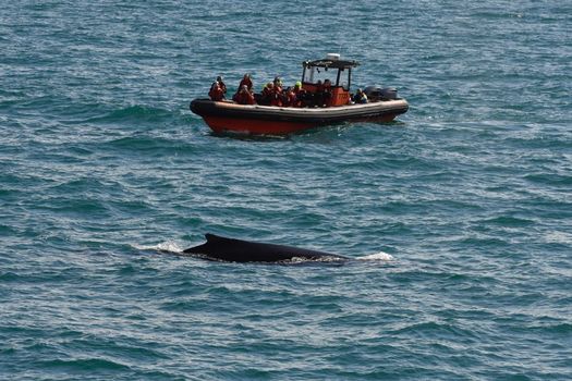 Reykjavík Premium Whale Watching — photo 11