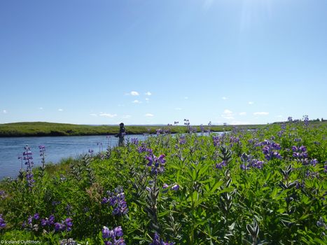 Private Day Tour – Fly Fishing for Trout & Char in South Iceland — photo 4