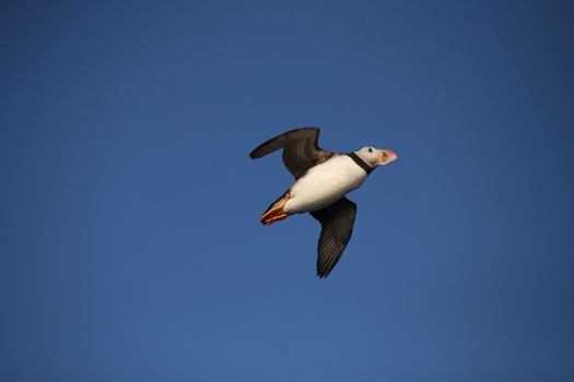 04F - Horses and Puffins — photo 4