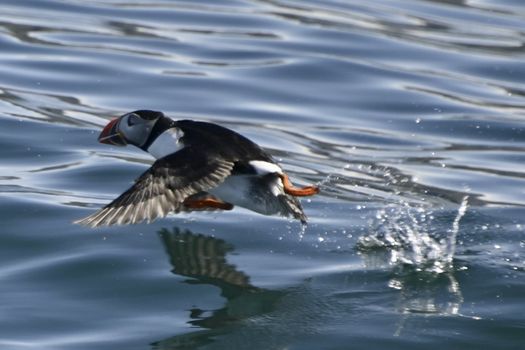 Reykjavík Whales & Puffins — photo 14