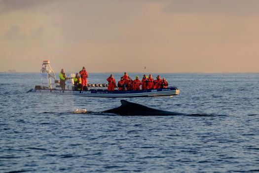 Akureyri Express Whales in the Midnight Sun — photo 15