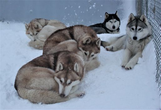 Siberian Husky Kennel Visit — photo 10