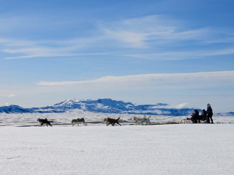 Dog Sledding Near Reykjavik — photo 19