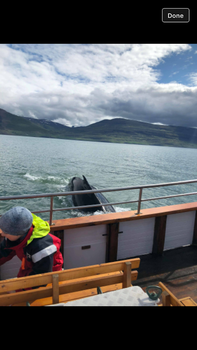 Whale Watching Tour w/ Transfer from Akureyri — photo 10