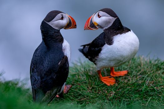 Ingólfshöfði Puffin Tour — photo 12