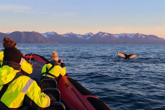 Big Whales & Puffins RIB boat tour — photo 3