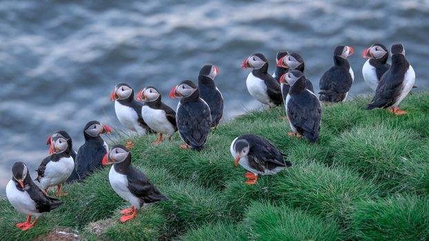 Ingólfshöfði Puffin Tour — photo 2