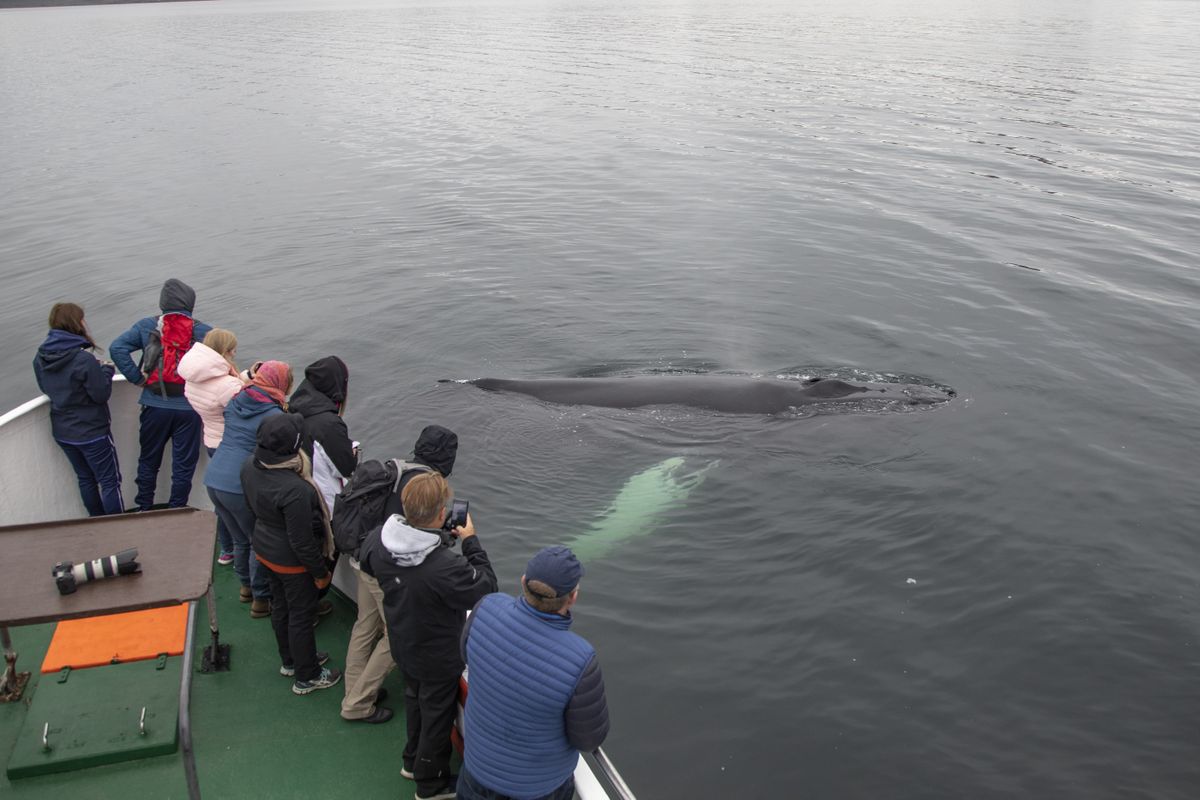 Whale Watching Hólmavík - Westfjords, photo 4 of 9