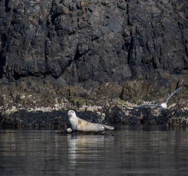 Puffin Quest — photo 11