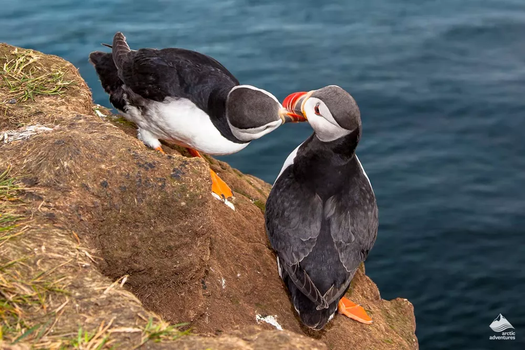 Vestmannaeyjar Day Tour — photo 11