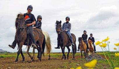 04F - Horses and Puffins 