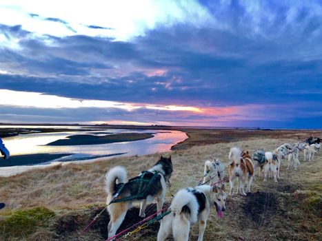 Dog Sledding Near Reykjavik — photo 14