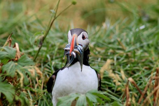 Reykjavík Premium Puffin Watching — photo 8