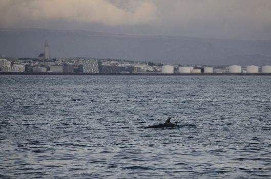 Reykjavík Classic Whales in the Midnight Sun — photo 18