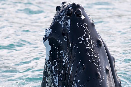 Whale Watching and Sea Angling Tour — photo 8