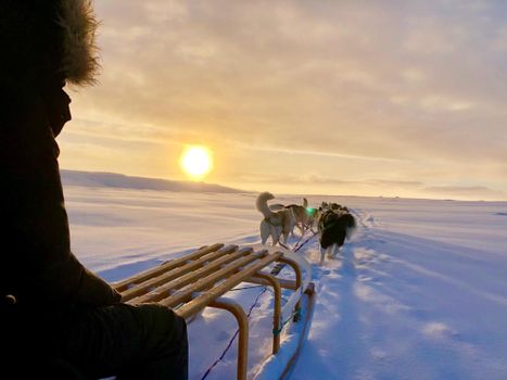 Dog Sledding Near Reykjavik — photo 13