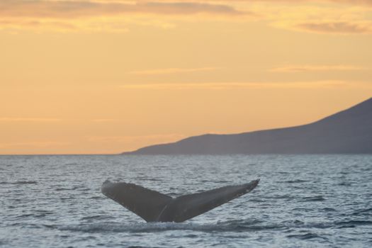 Akureyri Classic Whales in the Midnight Sun — photo 5