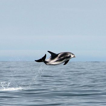 Whales & Horses — photo 5