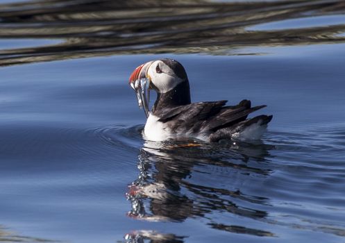 Puffin Express by RIB Speedboat — photo 3