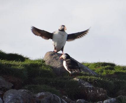 Puffin Tour — photo 2