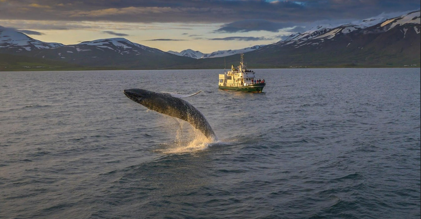 Goðafoss Waterfall & Whale Watching from Akureyri Port, photo 3 of 5
