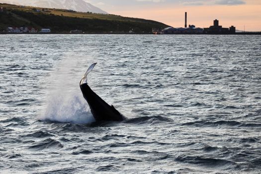 Akureyri Classic Whales in the Midnight Sun — photo 13