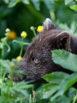 Wildlife and Arctic Foxes