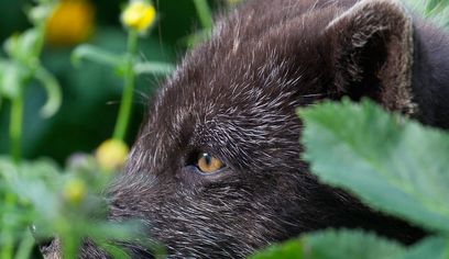 Wildlife & Heritage of Hesteyri