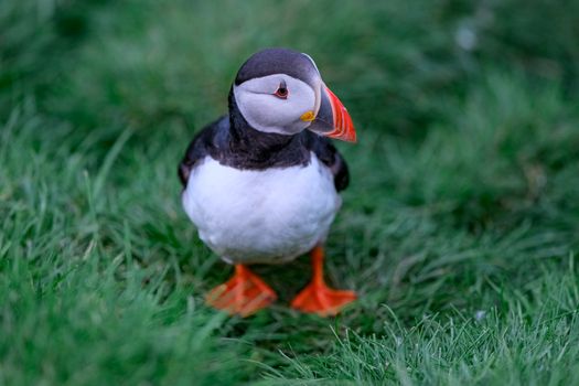 Ingólfshöfði Puffin Photo Tour — photo 9