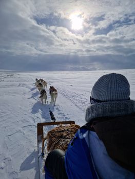 Siberian Husky Dog Sledding — photo 19