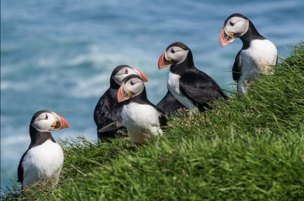 Puffin Jet ski tour, photo 2 of 11