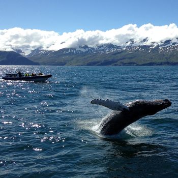 Big Whale Safari & Puffins — photo 5