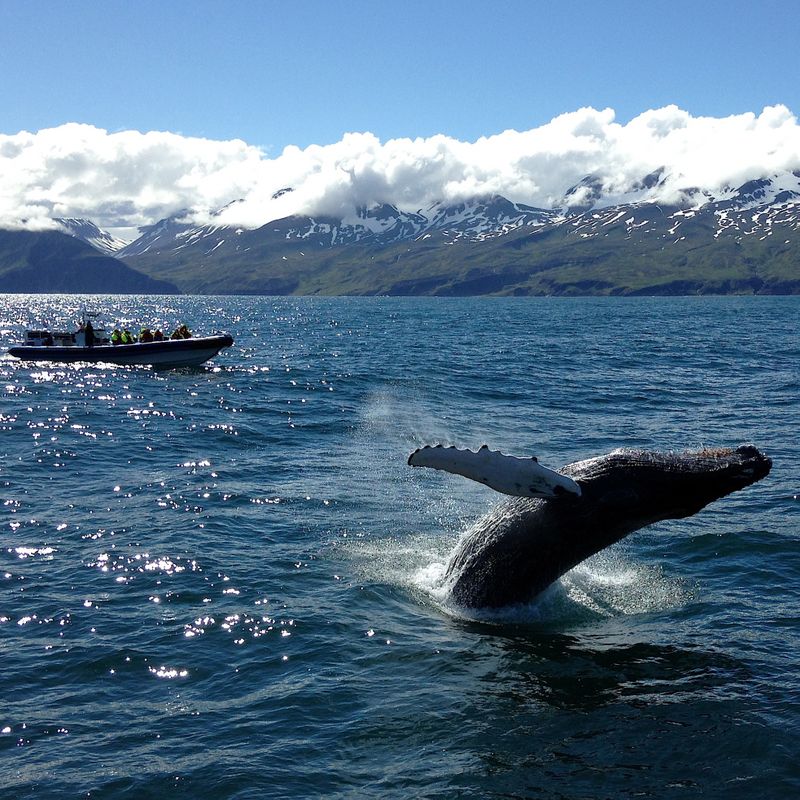 GG2 Big Whale Safari & Puffins, photo 5 of 6