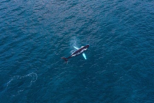 Big Whales & Puffins RIB boat tour — photo 4