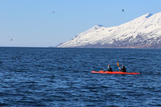 Guided Kayak Tour in Árskógssandur: Explore Coastline & Wildlife — photo 7