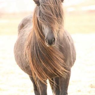 Horse Riding Tour and Explore Scenery in Gásir Akureyri — photo 4