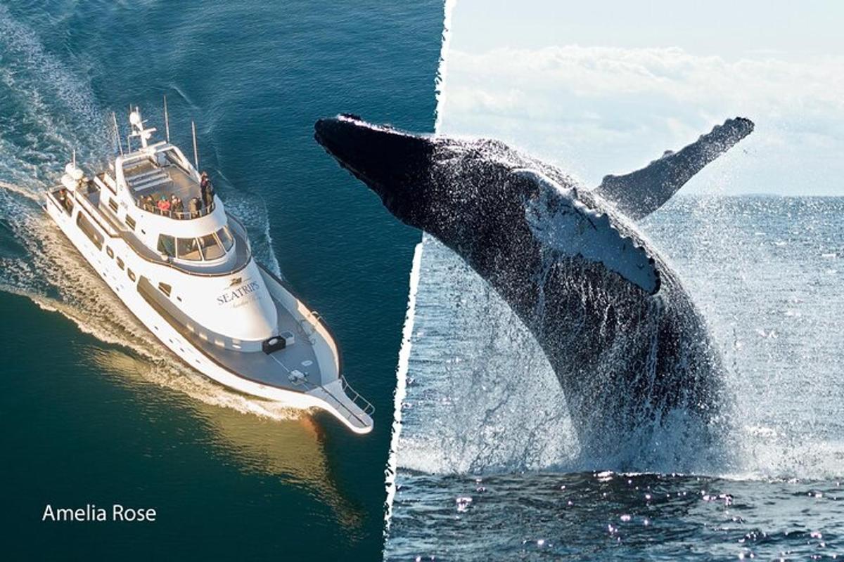 Whale Watching Cruise from Reykjavík