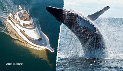 Whale Watching Cruise from Reykjavík