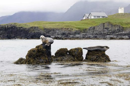 A Premium Private Tour of Ancient Legends and Natural Marvels of Snæfellsnes! — photo 30